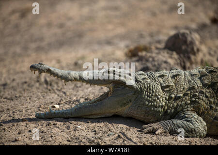 Orinoco Krokodil (Crocodylus intermedius) weibliche Sonnenbad am Flussufer, möglicherweise ihre Eier zu entwickeln. El Cedral, Llanos, Venezuela. Kritisch gefährdeten Arten. Stockfoto