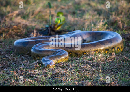 Riesige Anakonda (Eunectes Murinus) Hato El Cedral, Llanos, Venezuela. Stockfoto