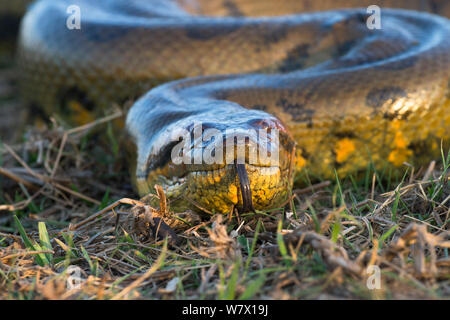 Riesige Anakonda (Eunectes Murinus) Hato El Cedral, Llanos, Venezuela. Stockfoto