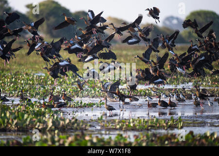 Gemischte Herde Weiß - Pfeifen Ente (Dendrocygna viduata), Schwarz konfrontiert - aufgeblähte Pfeifen - duck (Dendrocygna autumnalis), Black-necked Stelzenläufer (Himantopus mexicanus) die seichten Wasser von Hato El Cedral, Llanos, Venezuela. Stockfoto