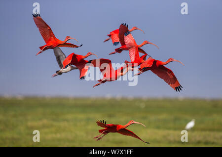 Scarlet ibis (Eudocimus ruber) im Flug, El Cedral, Llanos, Venezuela. Stockfoto