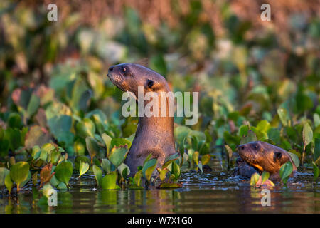 Riesenotter (Pteronura brasiliensis) in Feuchtgebieten, Hato El Cedral, Venezuela. Stockfoto