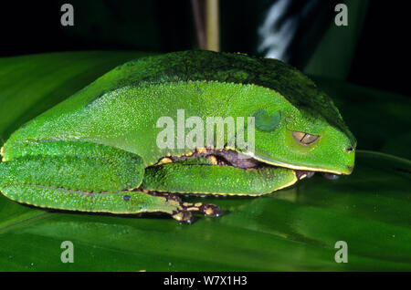 Weiß liniert Blatt Frosch (Phyllomedusa Siamensis) Schlafen, Französisch-guayana. Stockfoto