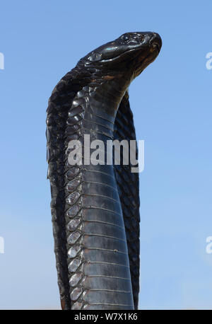 Ägyptische Kobra (Naja haje) mit dem Kopf nach oben und Haube erweitert, in der Nähe von Tiznit, Marokko. Stockfoto