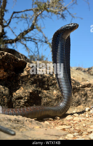 Ägyptische Kobra (Naja haje) mit dem Kopf nach oben und Haube erweitert, in der Nähe von Taroudant, Marokko. Stockfoto