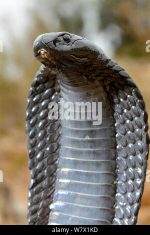 Ägyptische Kobra (Naja haje) mit dem Kopf nach oben und Haube erweitert, in der Nähe von Taroudant, Marokko. Stockfoto