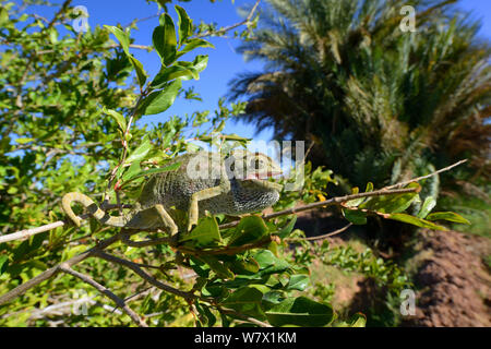 Mediterrane Jemenchamäleon (Chamaeleo chamaeleon) zu Fuß auf Zweig, in der Nähe von Taznakht, Marokko. Stockfoto