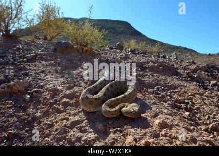 Horned Viper (Cerastes cerastes) im Lebensraum, in der Nähe von Ouarzazate, Marokko. Stockfoto