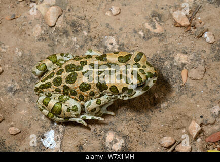 Grüne Kröte (Bufotes Boulengeri) Taroudant Marokko. Stockfoto