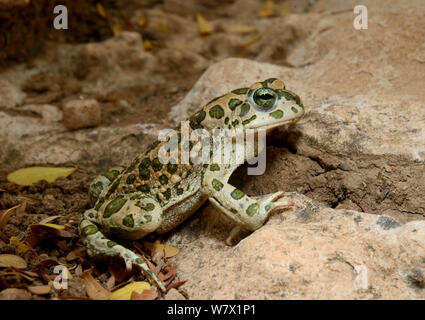 Grüne Kröte (Bufotes Boulengeri) Taroudant Marokko. Stockfoto