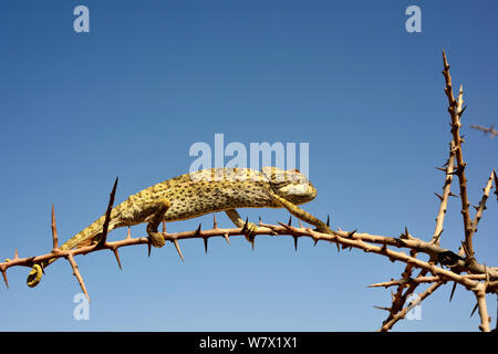 Mediterrane Jemenchamäleon (Chamaeleo chamaeleon) Wandern auf Zweig, in der Nähe von Taznakht, Marokko. Stockfoto