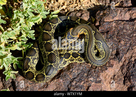 Hufeisen peitsche Schlange (Hemorrhois hippocrepis) Aufgewickelt, Marokko. Stockfoto