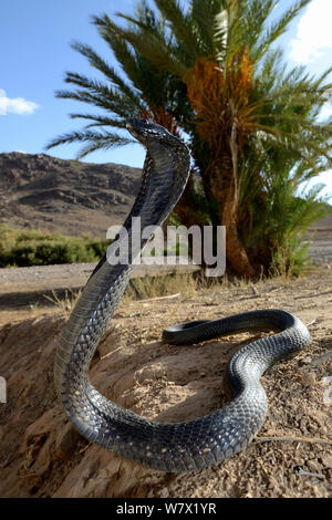 Ägyptische Kobra (Naja haje) mit dem Kopf angehoben und Haube erweitert, in der Nähe von Ouarzazate, Marokko. Stockfoto