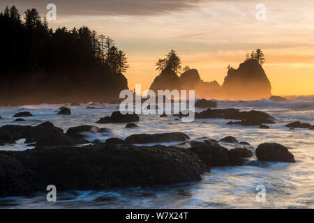 Felsformationen, die Silhouette bei Sonnenuntergang auf der Pacífic Küste von Olympic Nationalpark, Washington State, USA. Stockfoto