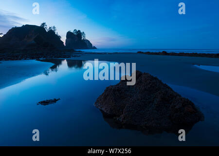 Felsformationen, die Silhouette bei Sonnenuntergang auf der Pacífic Küste von Olympic Nationalpark, Washington State, USA. Stockfoto