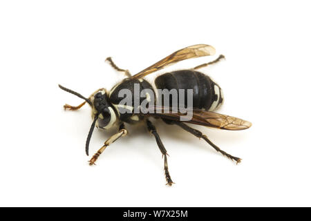 Baldfaced Hornet (Dolichovespula maculata) Wacholder Reservoir, Seeblick, Lake County, Oregon, USA, Juni. Stockfoto