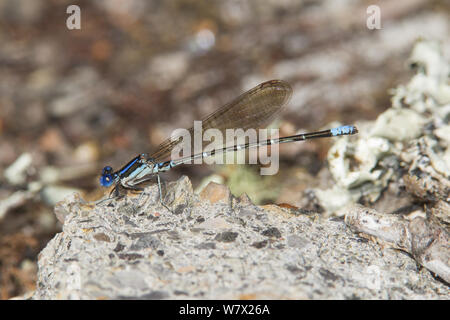 Blueringed Tänzer (banot Sedula) männlich, Conway, Punch Bowl Horry County, South Carolina, USA. Stockfoto