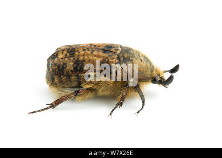 Hummeln Flower Beetle (Euphorie inda) Brackenridge Field Laboratory, Austin, Travis County, Texas, USA. Stockfoto