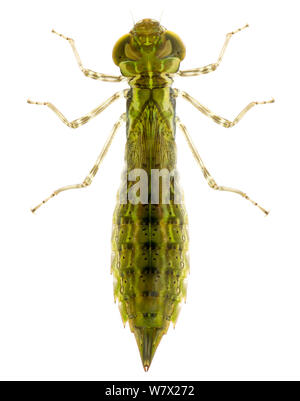 Gemeinsame Green Darner Dragonfly (Anax junius) Nymphe, Brackenridge Field Laboratory, Austin, Travis County, Texas, USA. Stockfoto