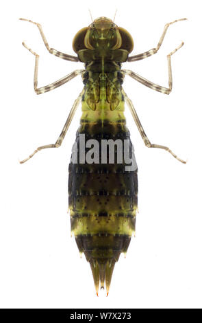 Gemeinsame Green Darner Dragonfly (Anax junius) Nymphe, Brackenridge Field Laboratory, Austin, Travis County, Texas, USA. Stockfoto