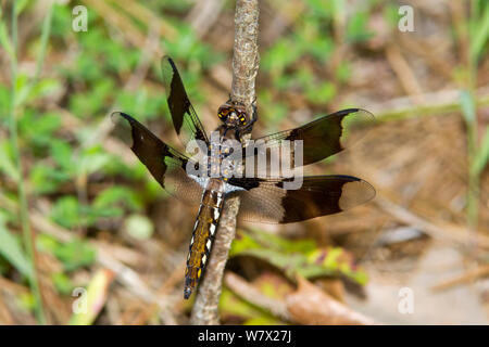 Gemeinsame Whitetail Dragonfly (Plathemis Lydia) männlich, Sabine National Forest, Hemphill, Sabine County, Texas, USA. Stockfoto