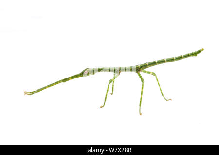 Giant Walking Stick (Megaphasma dentricus) Grün morph Nymphe, Austin, Travis County, Texas, USA. Stockfoto
