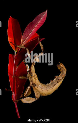 Macleay's Gespenst (Extatosoma tiaratum) Unverlierbaren an der Universität von Texas. Stockfoto