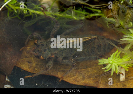 Grau (Petaltail Tachopteryx thoreyi) Nymphe Unterwasser,, Boykin Federn in Angelina National Forest, Zavalla, Jasper County, Texas, USA. Stockfoto