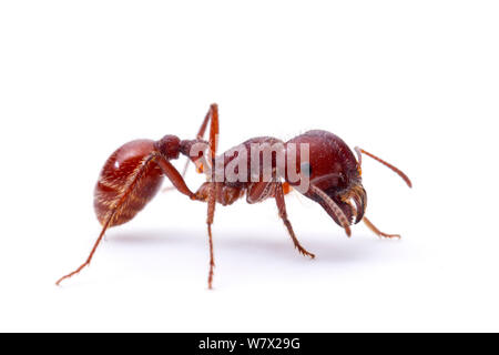 Feldhäcksler Ant (Pogonomyrmex Barbatus) Arbeitnehmer, Bruce Moring Ecolab, Edwards County, Texas, USA. Stockfoto