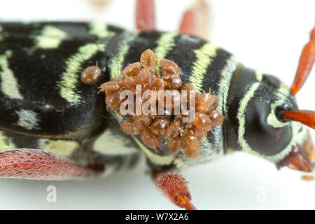 Hickory Borer (Megacyllene caryae) mit Milben, Anzalduas County Park, McAllen, Hidalgo County, Texas, USA. Stockfoto