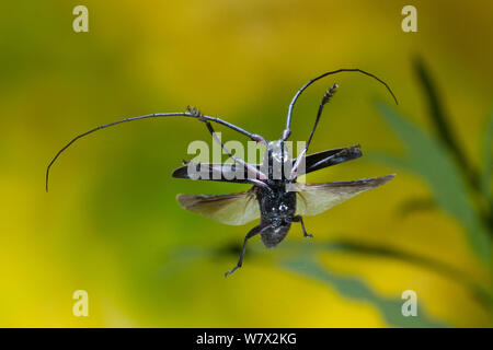 Whitespotted Sawyer Käfer (Monochamus Scutellatus) im Flug, Nordpol, Fairbanks North Star Borough, Alaska, USA. Stockfoto