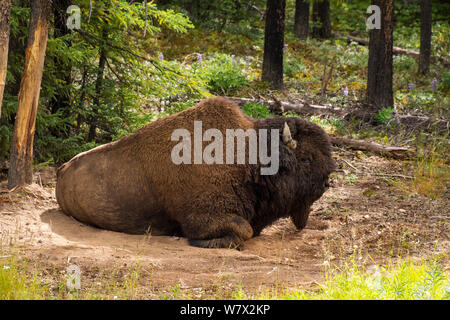 Mountain Buffalo (Bison bison athabascae) zu wälzen, British Columbia, Kanada. Juli. Stockfoto