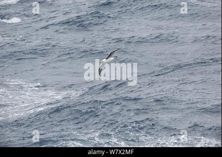 Campbell Albatross (Thalassarche impavida) im Flug über das Meer, südlich von Campbell Island, Neuseeland. Stockfoto