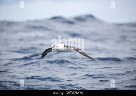 Campbell Albatross (Thalassarche impavida) im Flug über das Meer, südlich von Campbell Island, Neuseeland. Stockfoto