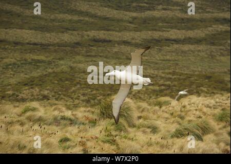 Royal Albatross (Diomedea epomophora) im Flug über nesting Lebensraum. Campbell Island, Neuseeland, März. Stockfoto