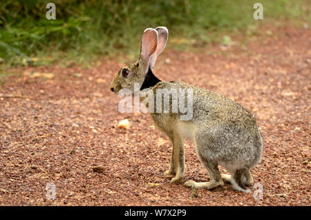 Schwarz naped Hase (Lepus nigricollis) Yala National Park, Sri Lanka. Stockfoto