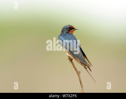 Rauchschwalbe (Hirundo rustica), Boondala Vogelschutzgebiet, Sri Lanka. Stockfoto