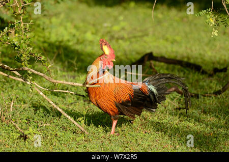 Ceylon lafayetii junglefowl (Gallus), Yala National Park, Sri Lanka. Stockfoto