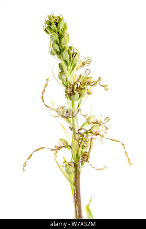 Lizard orchid (Himantoglossum hircinum) in Blüte, Maine-et-Loire, Frankreich, Juni. meetyourneighbors.net Projekt. Stockfoto