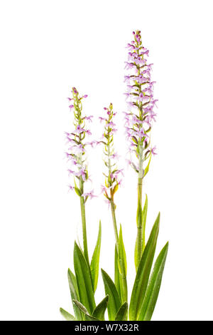 Duftende Orchidee (Gymnadenia conopsea) in Blüte, Hautes-Alpes, Naturpark Queyras, Frankreich, Juli. meetyourneighbors.net Projekt. Stockfoto