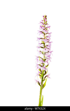 Duftende Orchidee (Gymnadenia conopsea) in Blüte, Hautes-Alpes, Naturpark Queyras, Frankreich, Juli. meetyourneighbors.net Projekt. Stockfoto