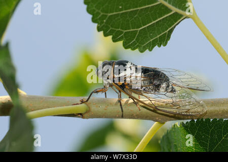 Männliche Europäischen/Gemeinsame Zikade (Lyrisytes plebejus) Gesang, Epidaurus, Griechenland, August. Stockfoto