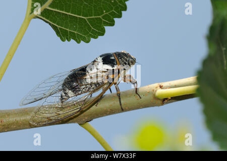 Männliche Europäischen/Gemeinsame Zikade (Lyrisytes plebejus) Gesang, Epidaurus, Griechenland, August. Stockfoto