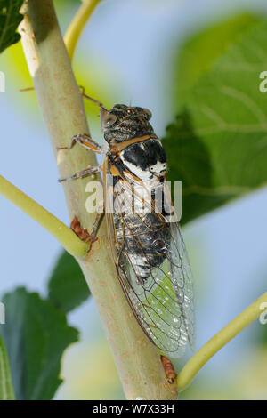 Männliche Europäischen/Gemeinsame Zikade (Lyrisytes plebejus) Gesang, Epidaurus, Griechenland, August. Stockfoto