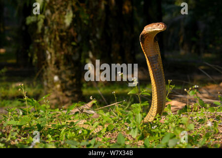 Königskobra (Ophiophagus Hannah) in Streik-Pose, Malaysia Stockfoto