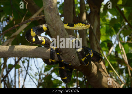 Gold-beringte Cat snake (Boiga dendrophila dendrophila) Malaysia Stockfoto