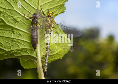 Vor kurzem entstandene Southern Hawker Dragonfly (Aeshna cyanea) nächste Larven Exoskelett zu leeren. Derbyshire, Großbritannien. Juni. Stockfoto