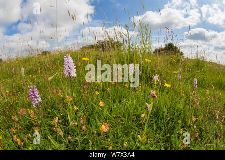 Gemeinsame beschmutzt Orchideen (Dactylorhiza fuchsii) und Bienen-ragwurz (Ophyris apifera) mit fischaugenobjektiv fotografiert Tiefland Kalkmagerrasen Lebensraum zu zeigen. Nationalpark Peak District, Derbyshire, UK. Juni. Stockfoto