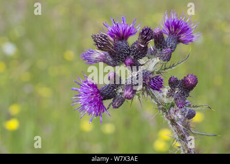 Marsh Thistle (Cirsium palustre), Derbyshire, UK. Juni. Stockfoto