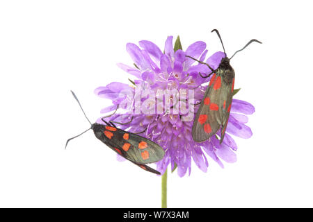 6-Punkt Burnett (Zygaena Filipendulae) auf einer Blume, vor weißem Hintergrund. Nordtirol, Tirol, Alpen, Österreich. August. Stockfoto